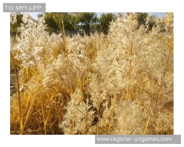 与刘芳畅聊王者荣耀的成长历程与职业生涯的点滴回忆 与刘芳畅聊王者荣耀的成长历程与职业生涯的点滴回忆